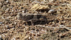 Trimerotropis latifasciata