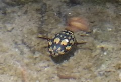 Thermonectus marmoratus