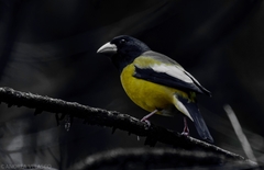 Coccothraustes abeillei