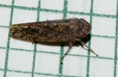 Paraphlepsius irroratus