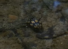 Thermonectus marmoratus