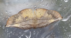 Xenomusa metallica
