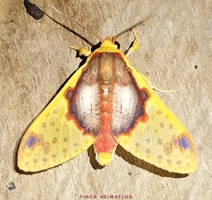 Amaxia flavicollis