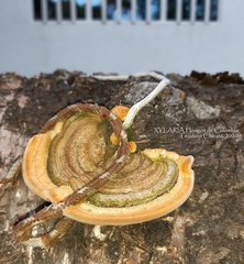 Trametes polyzona