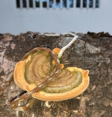 Trametes polyzona