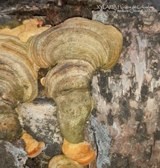 Trametes polyzona