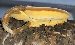 Trametes polyzona