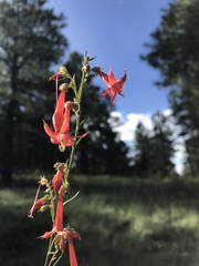 Ipomopsis aggregata formosissima