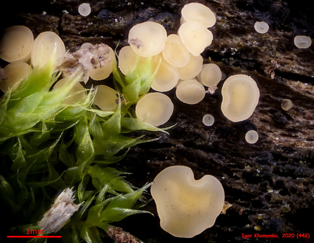 Bisporella subpallida