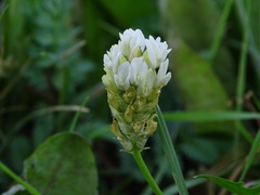 Astragalus inopinatus