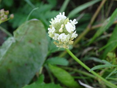 Astragalus inopinatus
