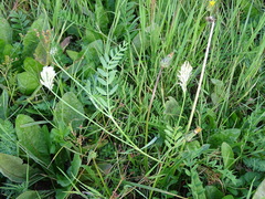 Astragalus inopinatus