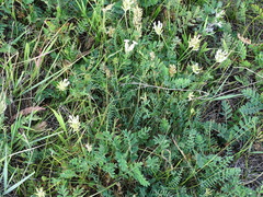 Astragalus inopinatus