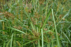 Cyperus orthostachyus