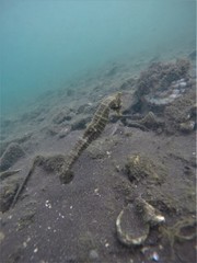 Hippocampus ingens