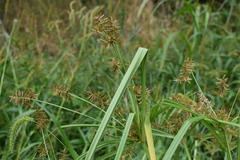 Cyperus orthostachyus