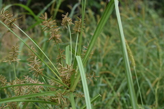 Cyperus orthostachyus