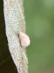 Caryomyia eumaris