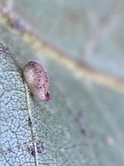 Caryomyia eumaris