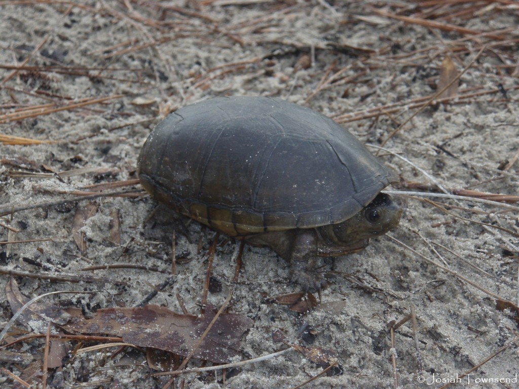 Florida Mud Turtle from Ocala National Forest, Marion County, FL, USA ...