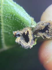 Phylloxera caryaeavellana