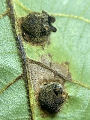 Phylloxera caryaeavellana