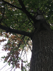 Quercus