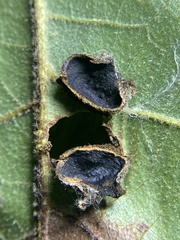 Phylloxera caryaeavellana