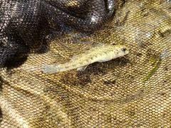 Etheostoma nigrum