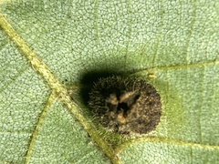 Phylloxera caryaeavellana