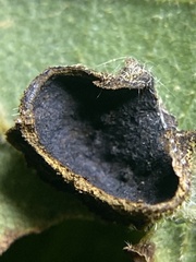 Phylloxera caryaeavellana