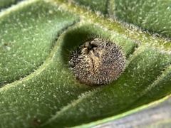 Phylloxera caryaeavellana