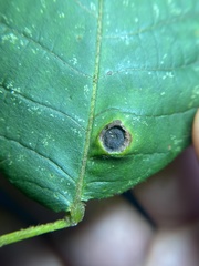 Phylloxera caryaeavellana