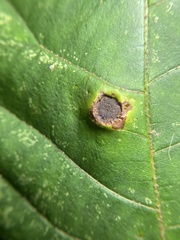 Phylloxera caryaeavellana