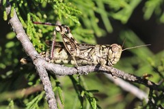 Melanoplus macclungi