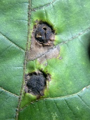 Phylloxera caryaeavellana