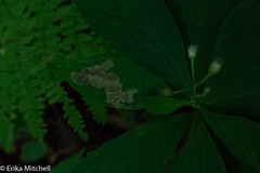Liriomyza limopsis