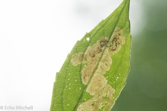 Liriomyza limopsis