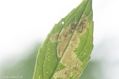 Liriomyza limopsis