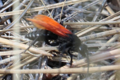 Calopompilus pyrrhomelas
