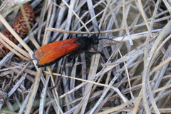Calopompilus pyrrhomelas