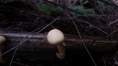 Gymnopilus