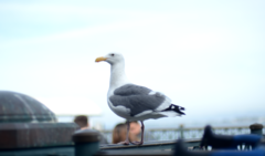 Larus occidentalis