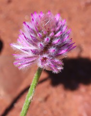 Ptilotus helipteroides