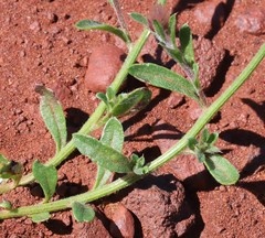 Ptilotus helipteroides