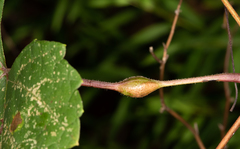 Neolasioptera vitinea