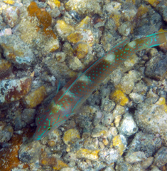 Halichoeres radiatus