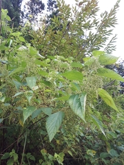 Angiospermae