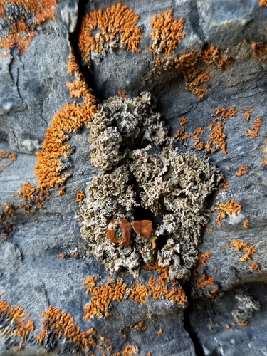 Genus Xanthaptychia · iNaturalist