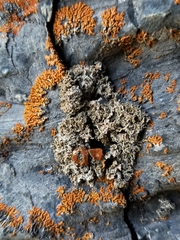 Xanthaptychia contortuplicata